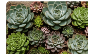 Complete Guide to Succulents & Cacti